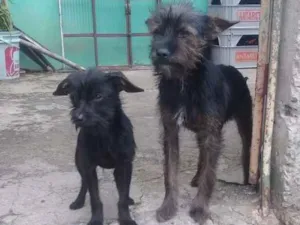 Cachorro raça Vira lata  idade 1 ano nome Pandora e toto