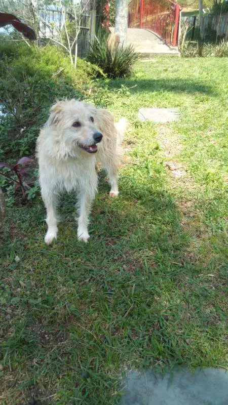 Cachorro ra a Vira-Lata idade 2 anos nome Rose