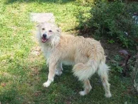 Cachorro ra a Vira-Lata idade 2 anos nome Rose