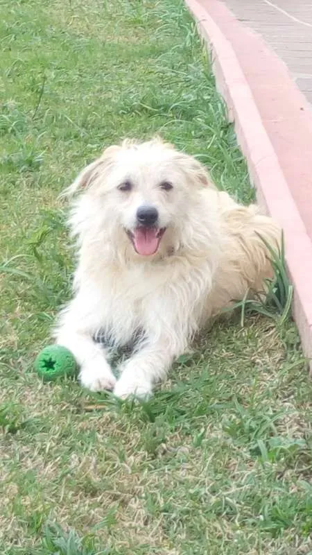Cachorro ra a Vira-Lata idade 2 anos nome Rose