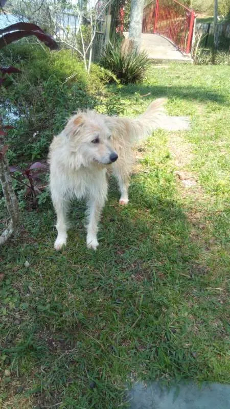 Cachorro ra a Vira-Lata idade 2 anos nome Rose