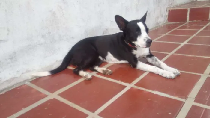 Cachorro ra a Vira-Lata idade 2 anos nome Mimosa
