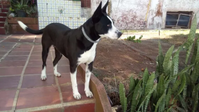 Cachorro ra a Vira-Lata idade 2 anos nome Mimosa