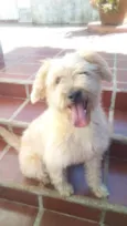 Willy