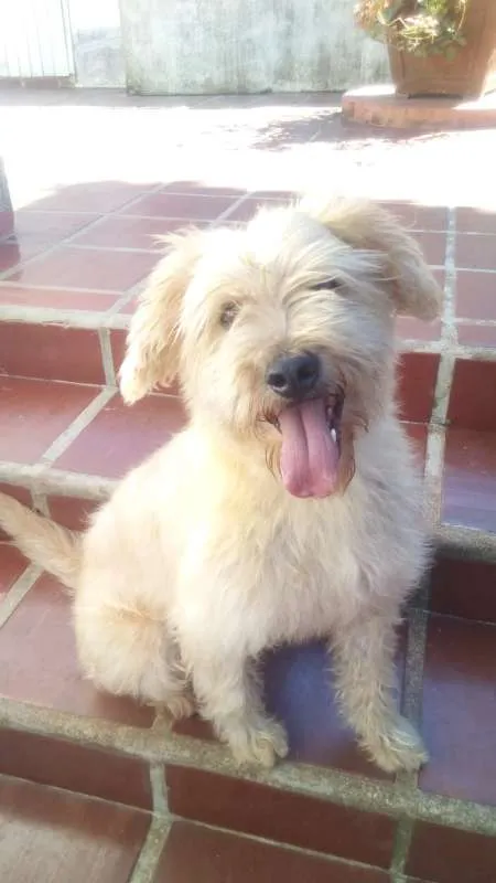 Cachorro ra a Vira-Lata idade 3 anos nome Willy