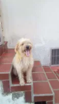 Willy