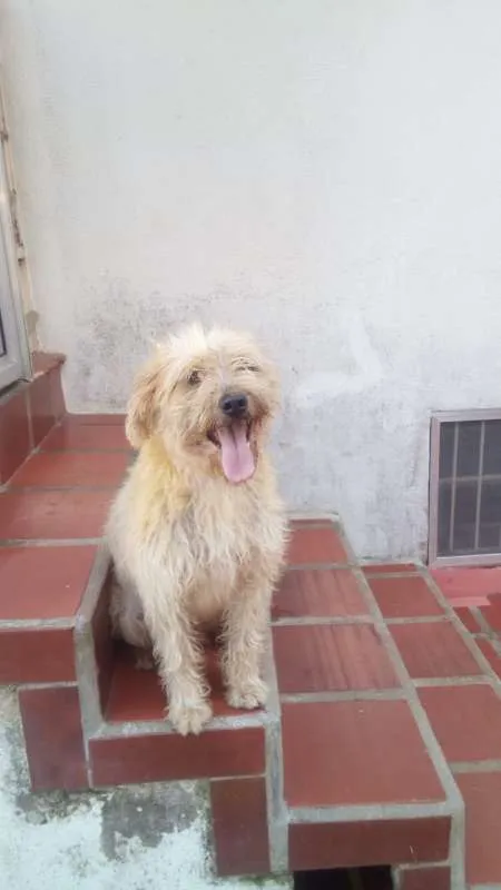 Cachorro ra a Vira-Lata idade 3 anos nome Willy