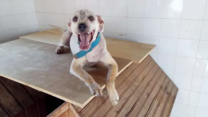 Cachorro ra a Vira-Lata idade 3 anos nome Willy