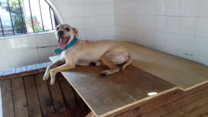 Cachorro ra a Vira-Lata idade 3 anos nome Willy