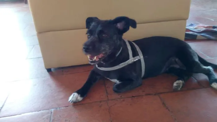 Cachorro ra a Vira-Lata idade 2 anos nome Pretinha