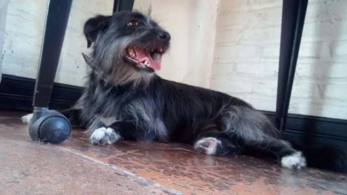Cachorro ra a Vira-Lata idade 2 anos nome Pretinha