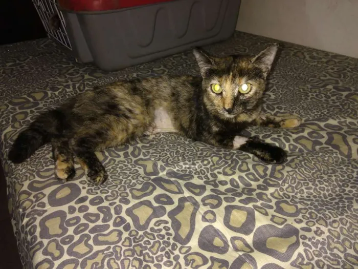 Gato ra a Srd idade 7 a 11 meses nome Marisca