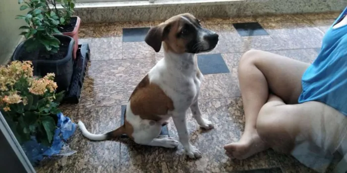 Cachorro raça SRD idade 2 a 6 meses nome Bob