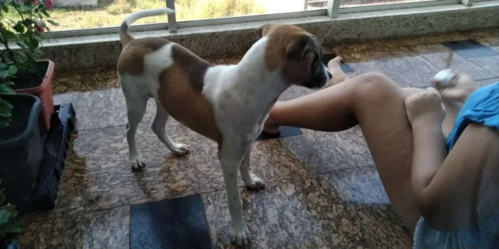 Cachorro raça SRD idade 2 a 6 meses nome Bob
