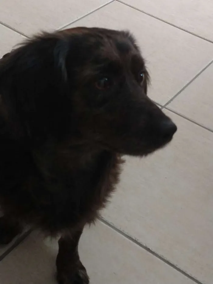 Cachorro ra a Vira lata  idade  nome Não sei 