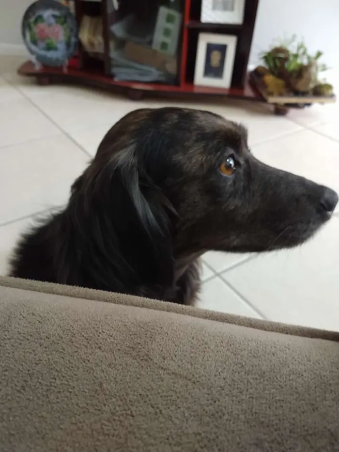 Cachorro ra a Vira lata  idade  nome Não sei 