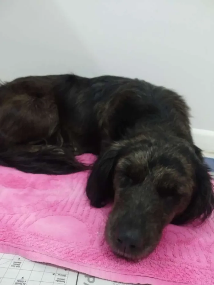 Cachorro ra a Vira lata  idade  nome Não sei 