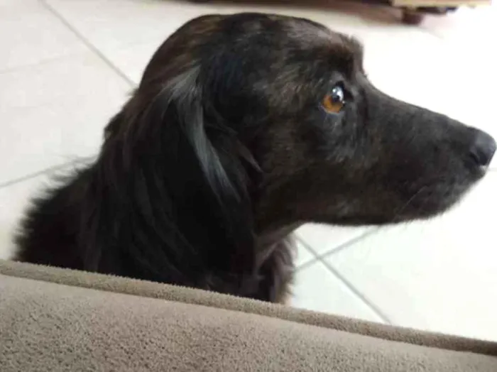 Cachorro ra a Vira lata  idade  nome Não sei 