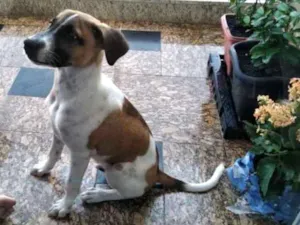 Cachorro raça SRD idade 2 a 6 meses nome Bob