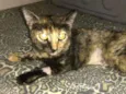 Marisca