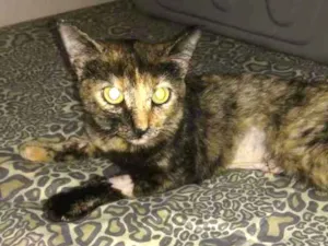 Gato raça Srd idade 7 a 11 meses nome Marisca