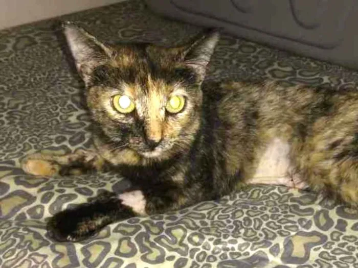 Gato ra a Srd idade 7 a 11 meses nome Marisca