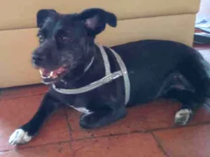 Cachorro raça Vira-Lata idade 2 anos nome Pretinha