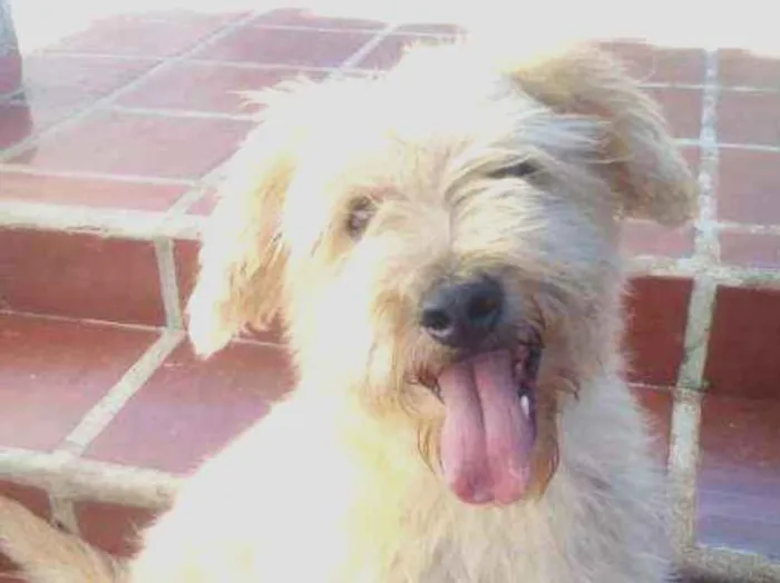 Cachorro ra a Vira-Lata idade 3 anos nome Willy