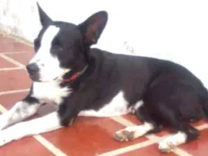 Cachorro raça Vira-Lata idade 2 anos nome Mimosa