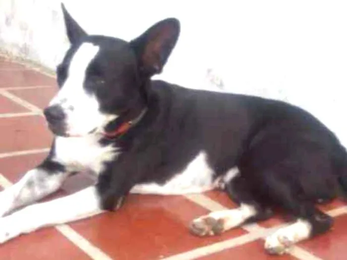 Cachorro ra a Vira-Lata idade 2 anos nome Mimosa