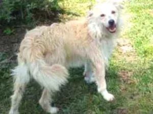 Cachorro raça Vira-Lata idade 2 anos nome Rose