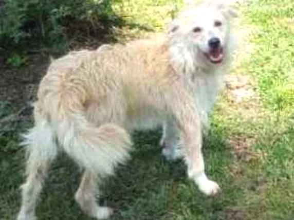 Cachorro ra a Vira-Lata idade 2 anos nome Rose