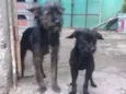 Pandora e toto