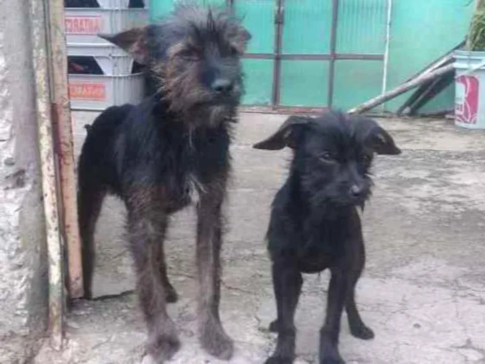 Cachorro raça Vira lata  idade 1 ano nome Pandora e toto