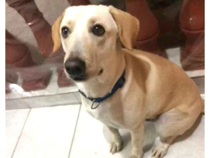 Cachorro ra a Labrador/SRD idade 1 ano nome Eros 