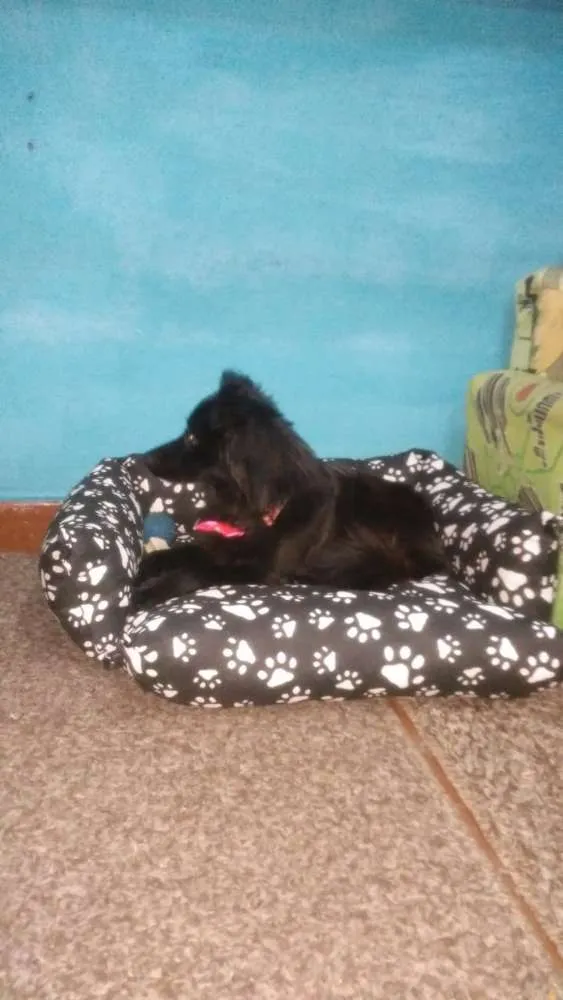 Cachorro ra a SRD idade 1 ano nome Cacau