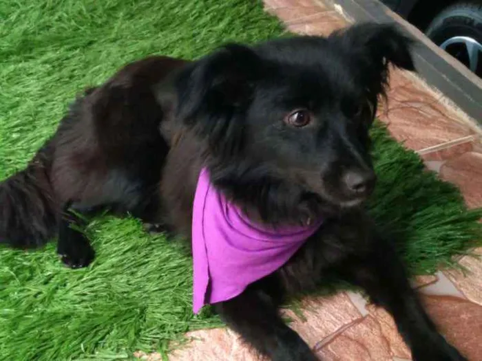 Cachorro ra a SRD idade 1 ano nome Cacau