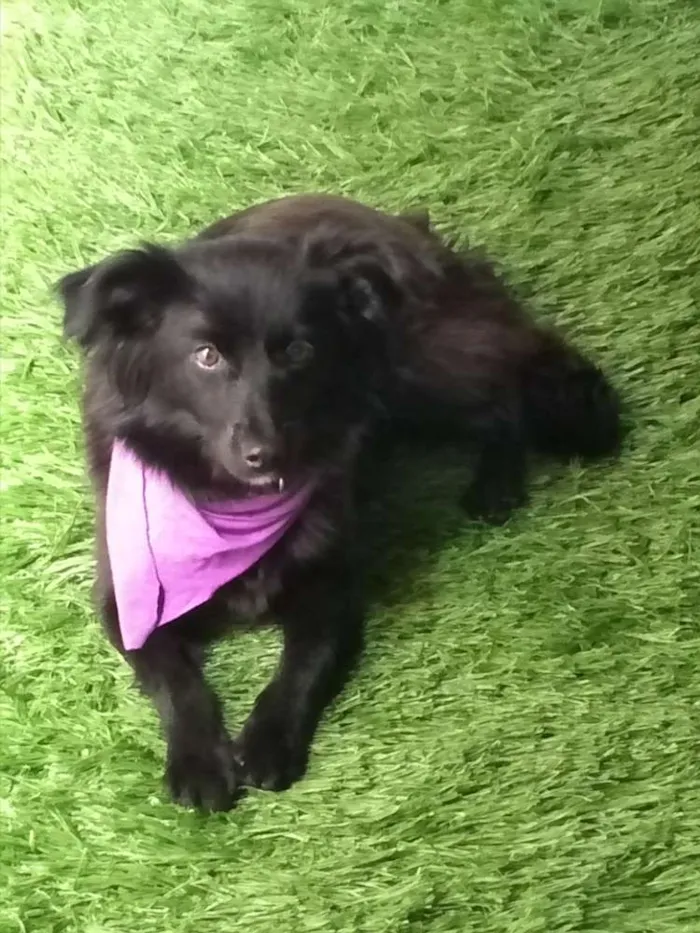 Cachorro ra a SRD idade 1 ano nome Cacau
