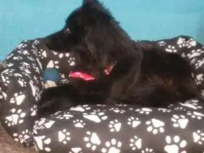 Cachorro ra a SRD idade 1 ano nome Cacau