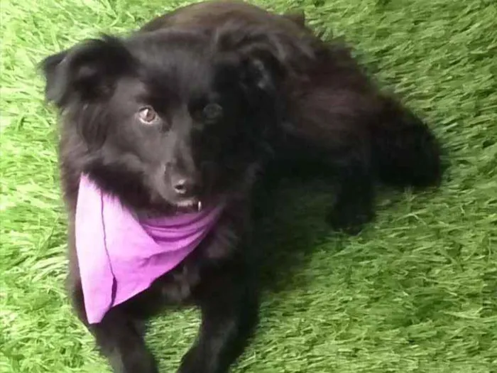 Cachorro ra a SRD idade 1 ano nome Cacau