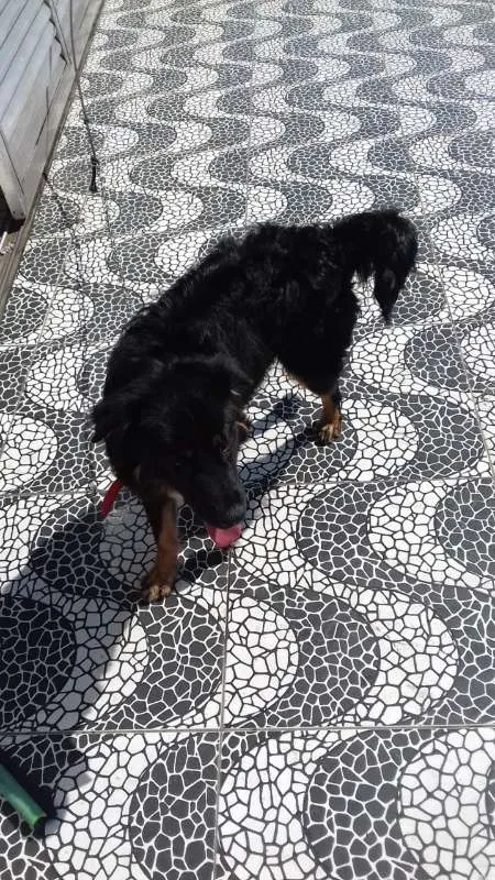 Cachorro ra a Indefinida idade 7 a 11 meses nome Dipper