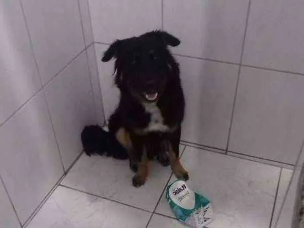Cachorro ra a Indefinida idade 7 a 11 meses nome Dipper
