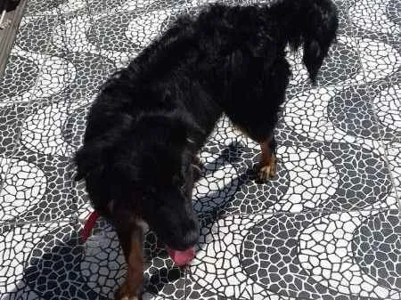 Cachorro ra a Indefinida idade 7 a 11 meses nome Dipper