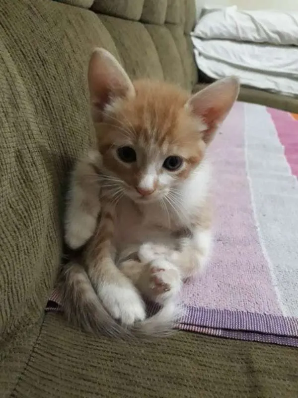 Gato raça sem raça definida idade Abaixo de 2 meses nome sem nome