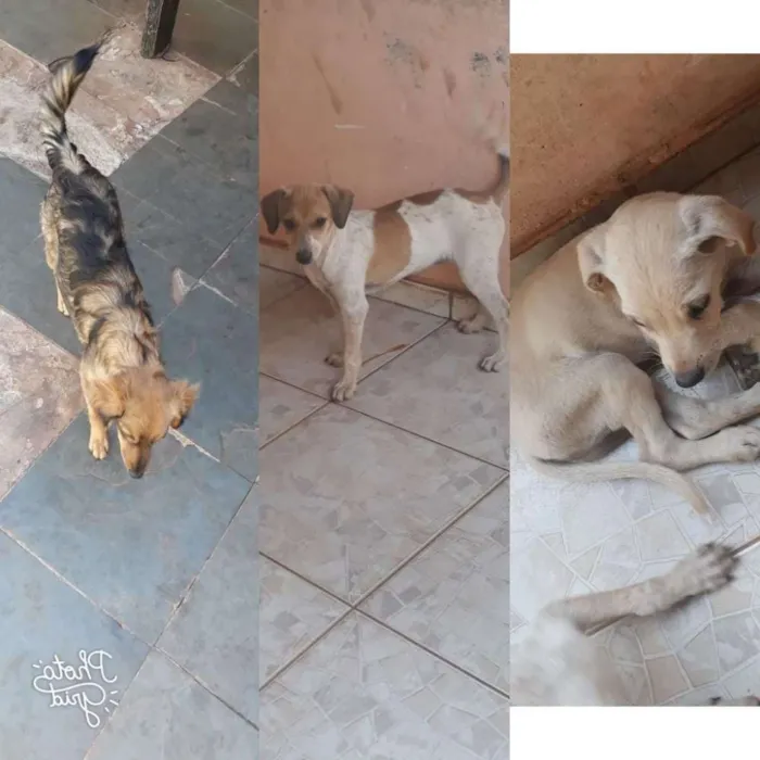 Cachorro ra a Vira lata  idade 2 a 6 meses nome Sem Nomes 