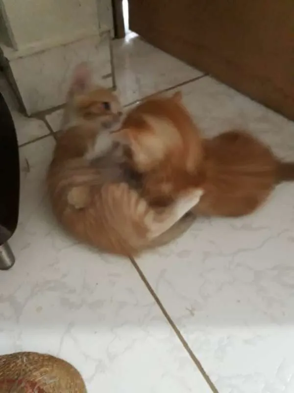 Gato raça sem raça definida idade Abaixo de 2 meses nome sem nome