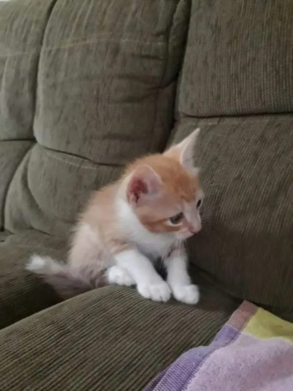 Gato raça sem raça definida idade Abaixo de 2 meses nome sem nome