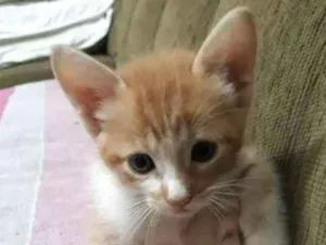 Gato raça sem raça definida idade Abaixo de 2 meses nome sem nome