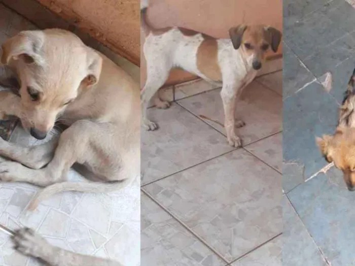 Cachorro ra a Vira lata  idade 2 a 6 meses nome Sem Nomes 