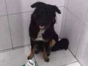 Cachorro raça Indefinida idade 7 a 11 meses nome Dipper